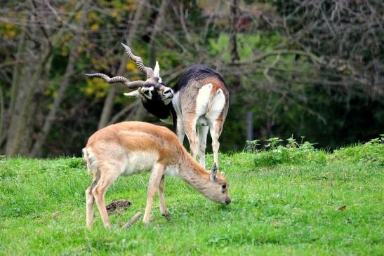 Hirschziegenantilope Opel Zoo Kronberg 2014