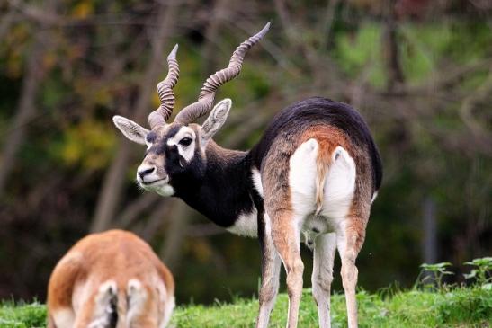 Hirschziegenantilope Opel Zoo Kronberg 2014