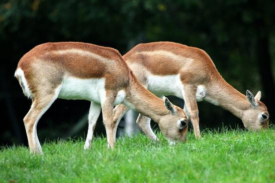 Hirschziegenantilope Opel Zoo Kronberg 2014