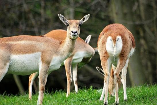 Hirschziegenantilope Opel Zoo Kronberg 2014