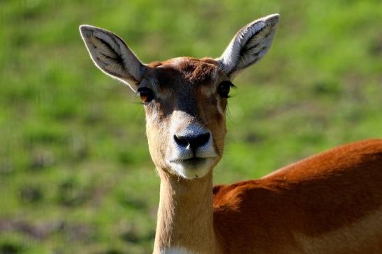 Hirschziegenantilope Opel Zoo Kronberg 2015