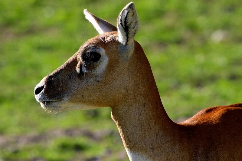 Hirschziegenantilope Opel Zoo Kronberg 2015