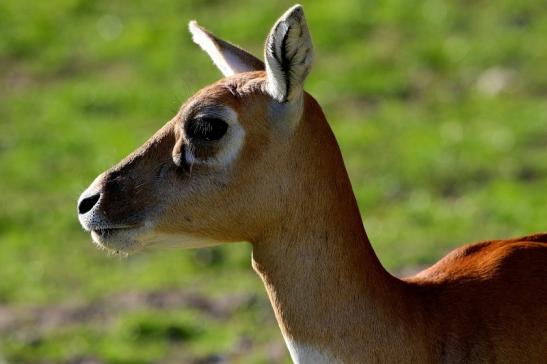 Hirschziegenantilope Opel Zoo Kronberg 2015