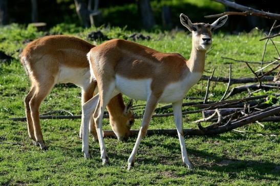 Hirschziegenantilope Opel Zoo Kronberg 2015