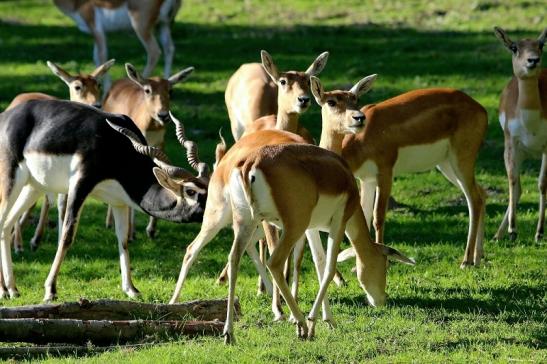 Hirschziegenantilope Opel Zoo Kronberg 2015