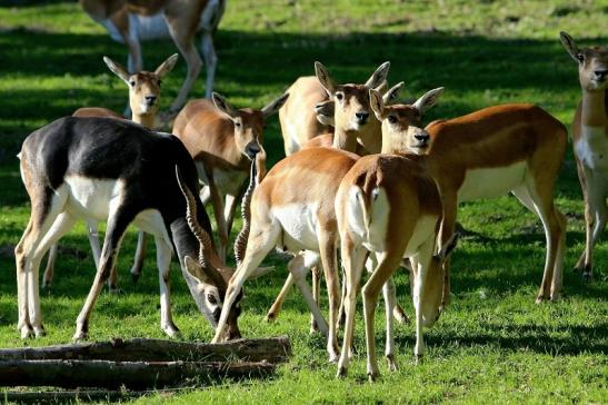 Hirschziegenantilope Opel Zoo Kronberg 2015