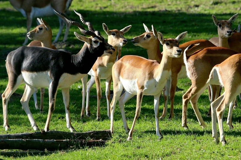 Hirschziegenantilope Opel Zoo Kronberg 2015