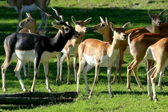 Hirschziegenantilope Opel Zoo Kronberg 2015