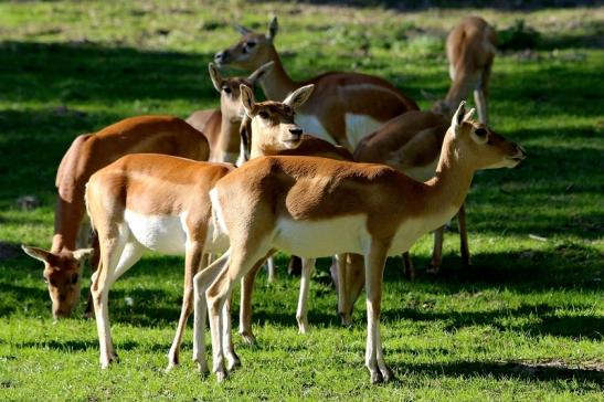 Hirschziegenantilope Opel Zoo Kronberg 2015