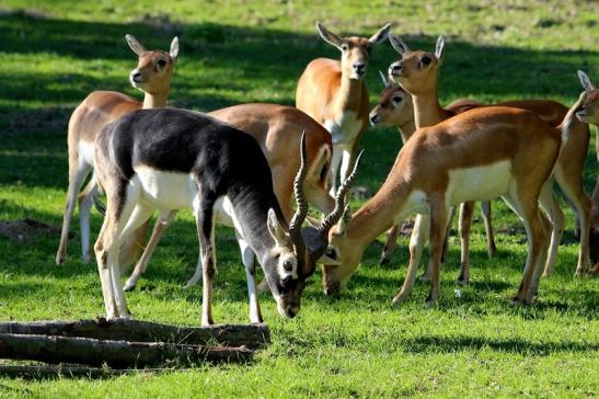 Hirschziegenantilope Opel Zoo Kronberg 2015