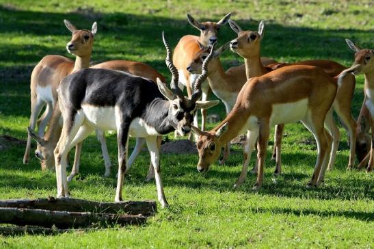 Hirschziegenantilope Opel Zoo Kronberg 2015