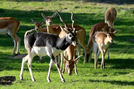 Hirschziegenantilope Opel Zoo Kronberg 2015