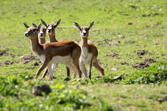 Hirschziegenantilope Opel Zoo Kronberg 2015