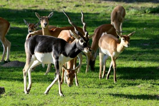 Hirschziegenantilope Opel Zoo Kronberg 2015