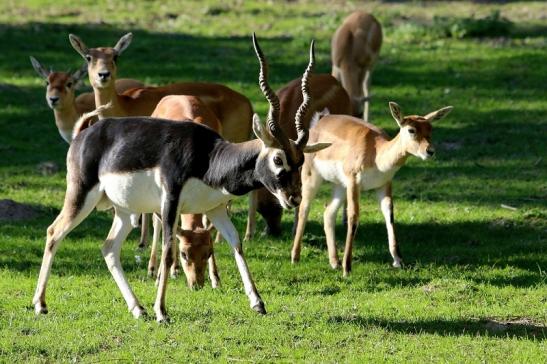 Hirschziegenantilope Opel Zoo Kronberg 2015