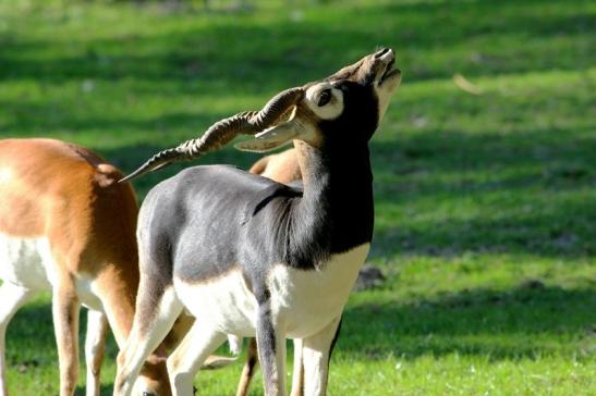 Hirschziegenantilope Opel Zoo Kronberg 2015