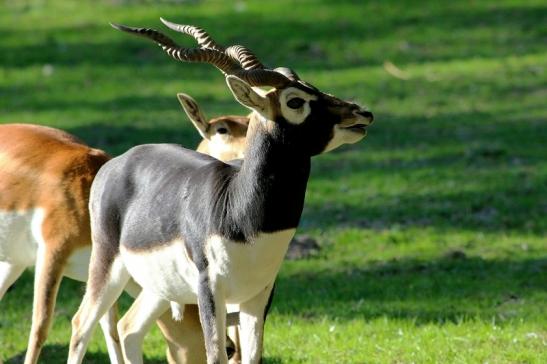 Hirschziegenantilope Opel Zoo Kronberg 2015