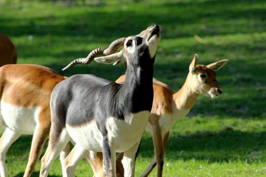 Hirschziegenantilope Opel Zoo Kronberg 2015