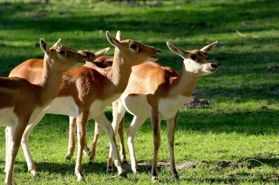 Hirschziegenantilope Opel Zoo Kronberg 2015