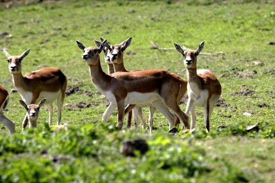 Hirschziegenantilope Opel Zoo Kronberg 2015