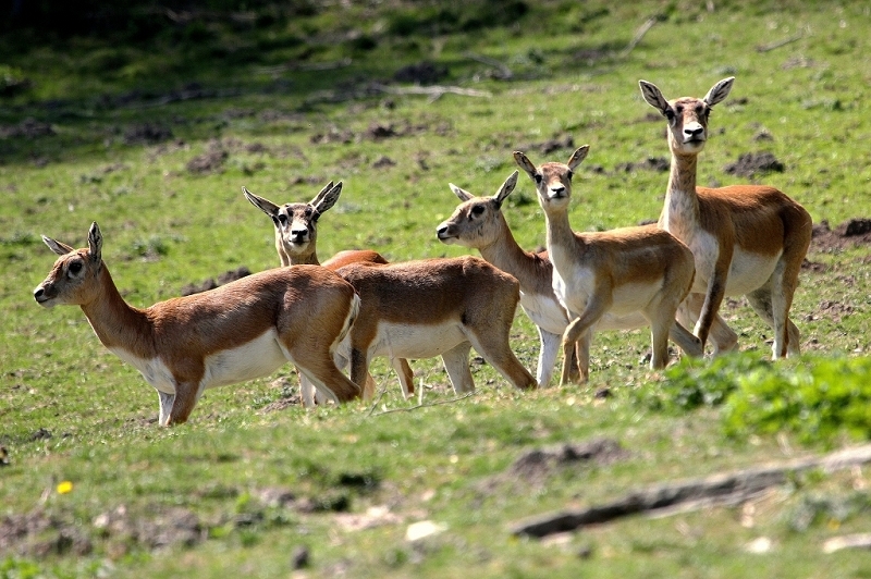 Hirschziegenantilope Opel Zoo Kronberg 2015