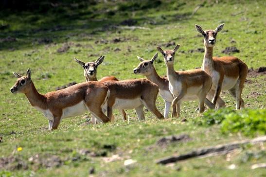 Hirschziegenantilope Opel Zoo Kronberg 2015