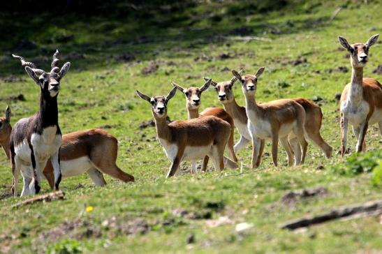 Hirschziegenantilope Opel Zoo Kronberg 2015