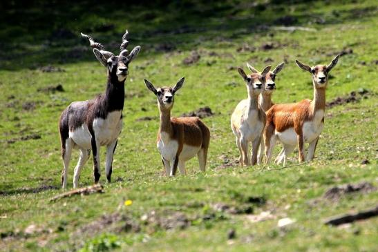 Hirschziegenantilope Opel Zoo Kronberg 2015