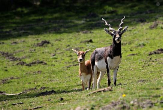 Hirschziegenantilope Opel Zoo Kronberg 2015