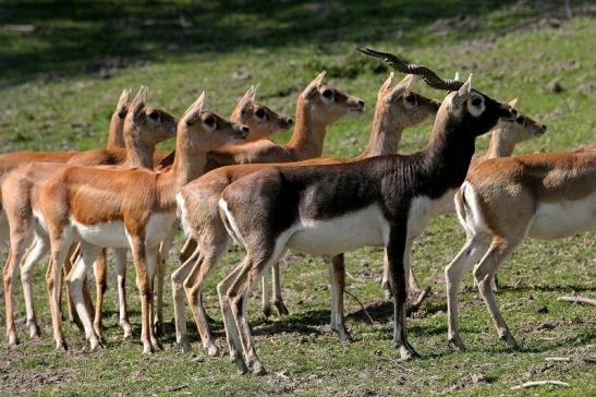 Hirschziegenantilope Opel Zoo Kronberg 2015