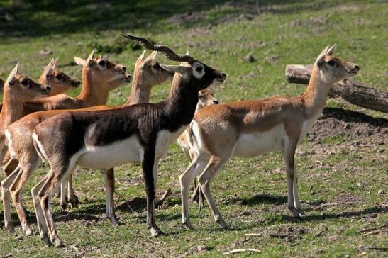 Hirschziegenantilope Opel Zoo Kronberg 2015