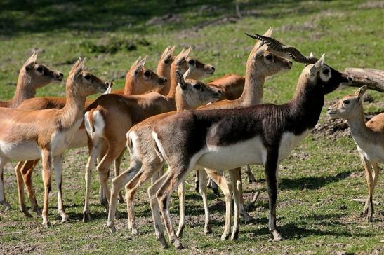 Hirschziegenantilope Opel Zoo Kronberg 2015