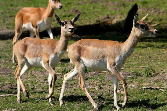 Hirschziegenantilope Opel Zoo Kronberg 2015