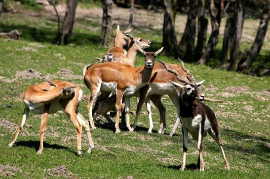 Hirschziegenantilope Opel Zoo Kronberg 2015