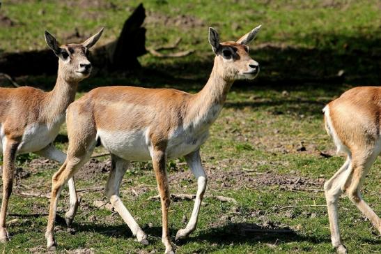 Hirschziegenantilope Opel Zoo Kronberg 2015