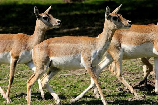 Hirschziegenantilope Opel Zoo Kronberg 2015