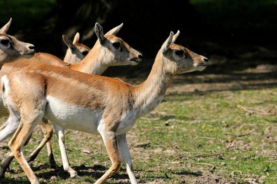 Hirschziegenantilope Opel Zoo Kronberg 2015