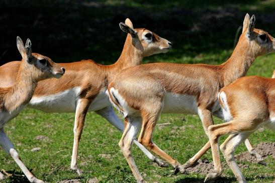 Hirschziegenantilope Opel Zoo Kronberg 2015