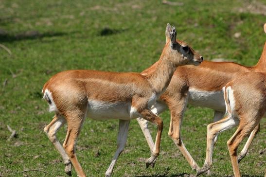 Hirschziegenantilope Opel Zoo Kronberg 2015