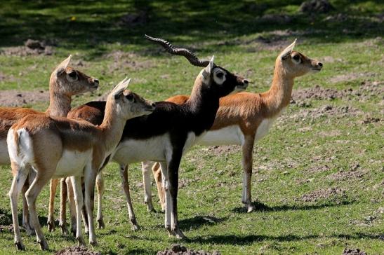 Hirschziegenantilope Opel Zoo Kronberg 2015