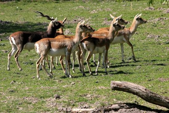 Hirschziegenantilope Opel Zoo Kronberg 2015