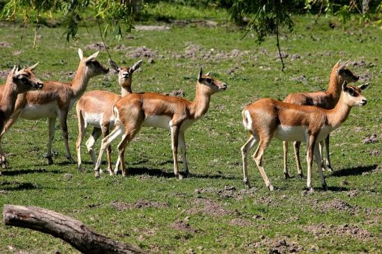 Hirschziegenantilope Opel Zoo Kronberg 2015