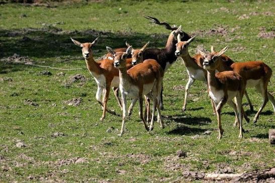 Hirschziegenantilope Opel Zoo Kronberg 2015