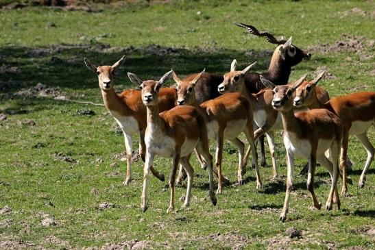 Hirschziegenantilope Opel Zoo Kronberg 2015