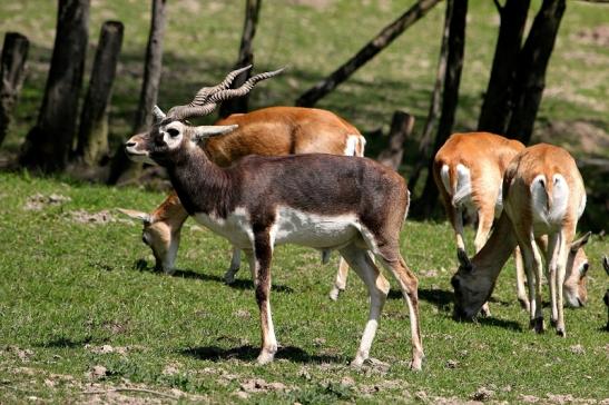 Hirschziegenantilope Opel Zoo Kronberg 2015