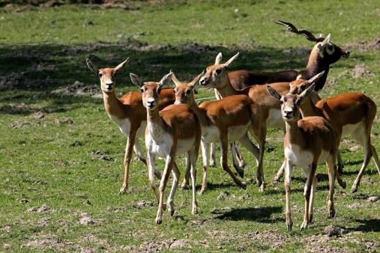 Hirschziegenantilope Opel Zoo Kronberg 2015