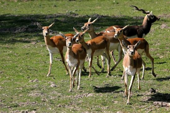 Hirschziegenantilope Opel Zoo Kronberg 2015