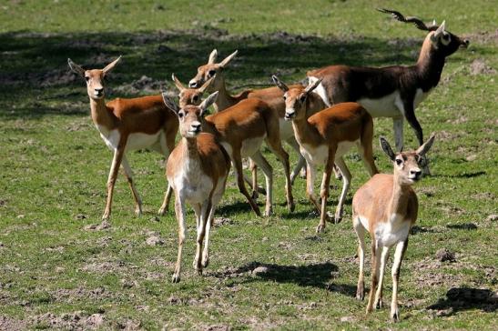 Hirschziegenantilope Opel Zoo Kronberg 2015