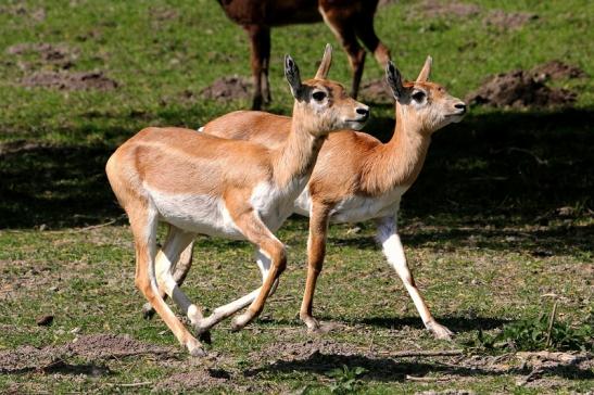 Hirschziegenantilope Opel Zoo Kronberg 2015