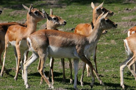 Hirschziegenantilope Opel Zoo Kronberg 2015